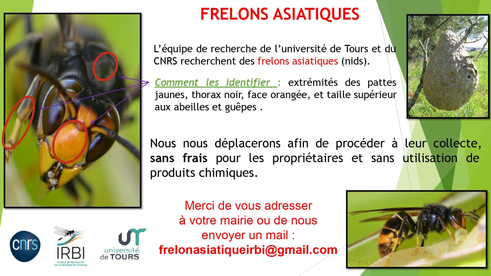 Affiche mairie frelon asiatique pptx 1 page 0001